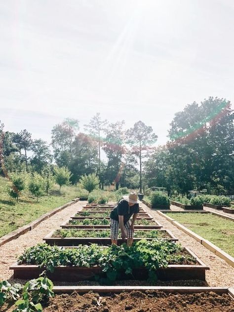 pros and cons of raised garden beds Starting A Vegetable Garden, Farm Projects, Home Grown Vegetables, Potager Garden, Raised Planter, Big Plants, Soil Improvement, Bedding Plants, Farm Gardens