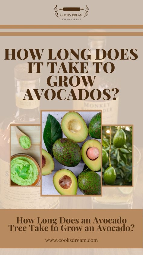 Join us as we tackle the interesting topic of how to grow avocados and how long it will take for your avocado tree to bear fruit. | How Long Does It Take to Grow Avocados? | Does It Take 9 Months to Grow an Avocado? | How Long Does It Take for an Avocado Tree to Bear Fruit? | How Long Does an Avocado Tree Take to Grow an Avocado? | How Fast Does an Avocado Tree Grow? | When Are Avocado Trees Ripe? | What to Use Ripe Avocados For? | #GrowingAvocado #AvocadoFarming #AvocadoPlanting #RipeAvocado #H How To Start An Avacodo Tree, How To Grow Avocados, Growing Avocados, Avocado Tree Care, Avocado Seed Growing, Guacamole Salad, Avocado Trees, Grow Seeds, Bucket Garden