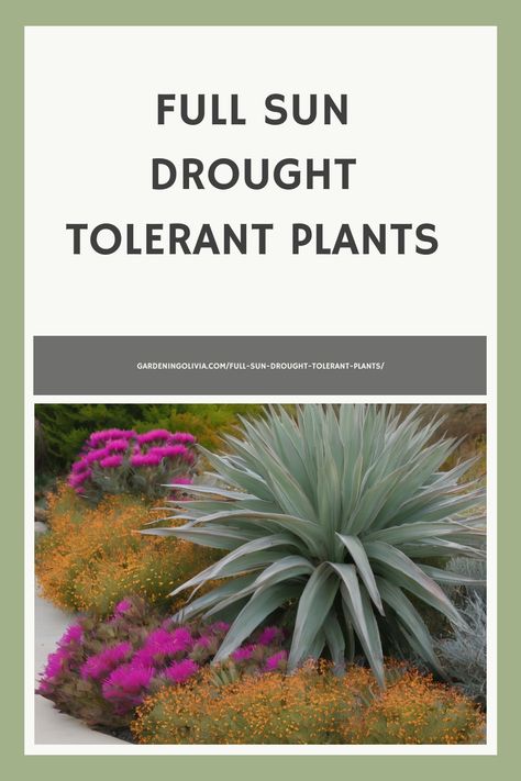 If you live in an area with hot, dry summers, you know how much of a challenge it can be to keep your outdoor plants looking their best with limited watering. But fear not—there are plenty of beautiful, low-maintenance options for full-sun areas that can withstand drought conditions once established. In this article, I'll share Direct Sun Plants Outdoor, Full Sun Drought Tolerant Plants, Drought Tolerant Landscape Design, Plants For Planters, Arizona Plants, Delosperma Cooperi, Grass Alternative, Heat Tolerant Plants, Drought Resistant Landscaping