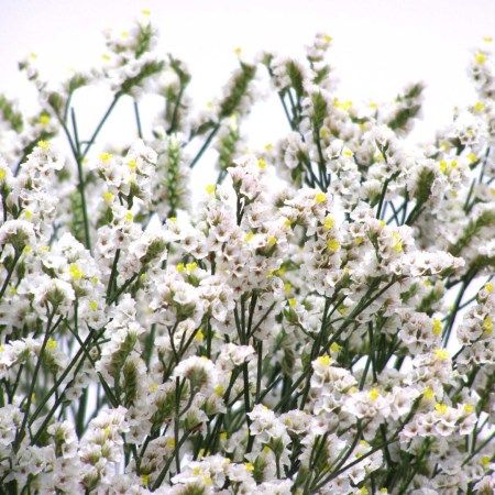 Limonium 'White' Limonium Sinensis White Limonium, Hardy Hydrangea, Phlox Flowers, Seed Packaging, Moon Garden, Flower Care, Hardy Perennials, Wholesale Flowers, Types Of Flowers