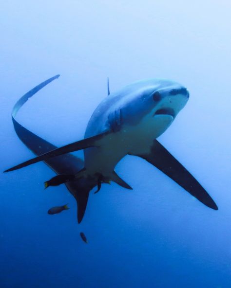 Thresher sharks are pelagic creatures and often only spotted by chance. But in the Philippines, specifically in Kimud shoal they are seen almost daily the whole year round. 😍 The shoal serve as a cleaning station for threshers. 🦈 Tiny cleaner wrasses eat the parasites that are on the sharks. Think of it like a car wash or a spa for sharks! 🐟 The sharks are known for their distinctively long tails that look like a farmers scythe used for threshing. Thus their name- thresher shark. I did ... Cleaning Station, Thresher Shark, Gcse Art Sketchbook, Shark Diving, Shark Lover, Shark Fin, Marine Biology, Open Water, Long Tail