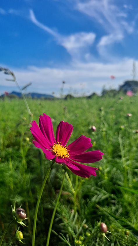 Single Flower Aesthetic, Food Forest Garden, Nature Photography Flowers, Beautiful Ocean Pictures, Alone Photography, Beautiful Flowers Images, Travel Pictures Poses, Flowers Photography Wallpaper, Adventure Aesthetic