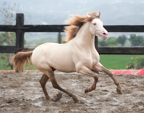 Perlino Andalusian, Perlino Horse, Horse Land, Andalusian Stallion, Horse Colours, Lusitano Horse, Rare Horses, Tennessee Walking Horse, Horse Colors