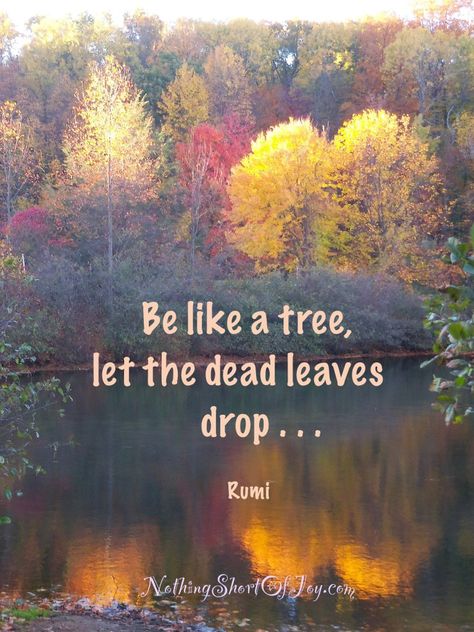 Be like a tree, let the dead leaves drop. .....~Rumi Weeping Trees, Rainbow Waterfall, Dead Leaves, Tree Quotes, Sufi Mystic, Wit And Wisdom, Cute Images With Quotes, Nothing To Fear, Leaves Fall