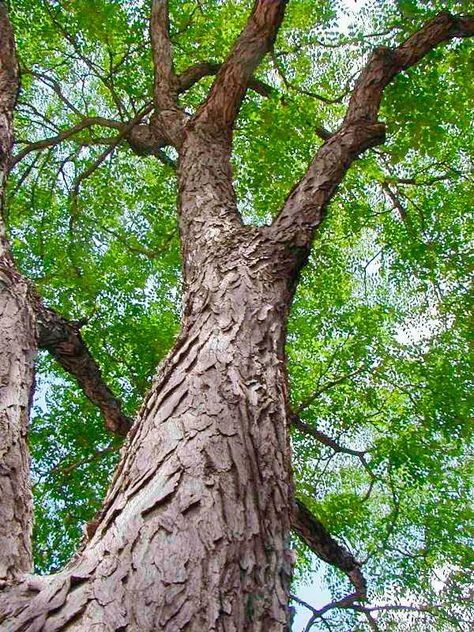 20 Tough Trees for Midwest Lawns Kentucky Coffee Tree, Small Ornamental Trees, Drought Tolerant Trees, Tree Identification, Japanese Tree, Bald Cypress, Coffee Tree, Missouri Botanical Garden, Coffee Plant