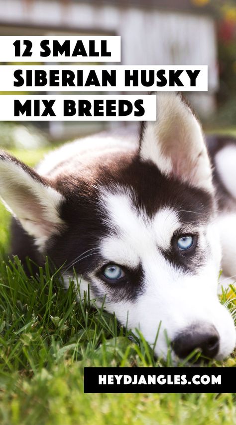 Love Siberian Huskies or looking to adopt a lovable, energetic, pint-sized Husky mix? This post is for you! Check out 12 of the smallest Husky mix-breeds right here! #husky #huskymix #pomsky Husky Mix Breeds, Siberian Husky Mix, American Cocker Spaniel, Shih Tzu Mix, Siberian Huskies, Husky Mix, Dog Facts, Happy Puppy, Medium Sized Dogs