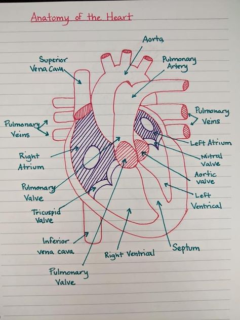 Animal Heart Anatomy, Vet Tech Nerd Book, Vet Tech Notes Aesthetic, Veterinarian Study Notes, Vet Notes Aesthetic, Vtne Study Notes, Vet Tech Student Notes, Veterinarian Motivation, Vtne Prep Veterinary Technician