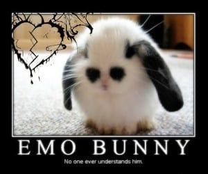 Small Bunny, We Heart It, A Small, Lost, White, Black