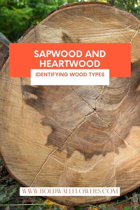 Understanding the difference between sapwood and hardwood and how they can interact can make it easier to identify wood types. Wood Identification, Repurpose, Easy Step, Types Of Wood, Make It, Wood