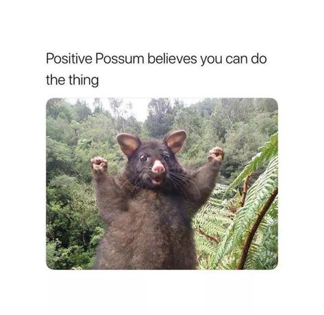 Positive possum believes in you. Boyfriend Memes, Fresh Memes, Struggle Is Real, Work Memes, Funny Animal Memes, Music Memes, Grumpy Cat, Animal Memes, Funny Animal Videos