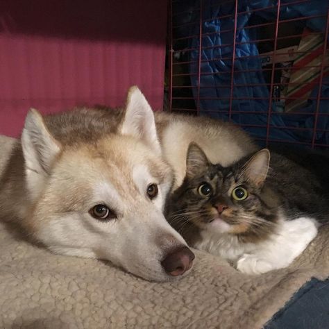 Animal Friendships, Puppies And Kitties, Animals Friendship, Dog Projects, Funny Cats And Dogs, Kitty Kitty, Funny Cat Memes, Husky Dogs, Animal Friends