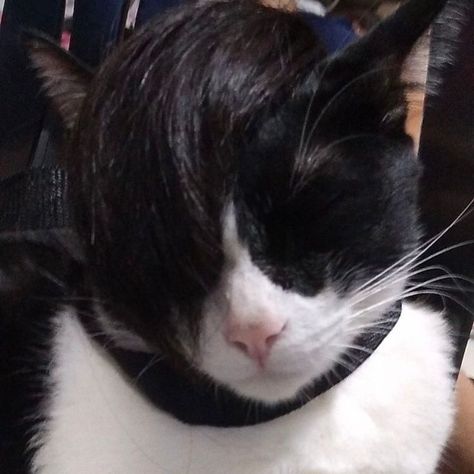 Emo Cat, Cat Meme, Look At, Memes, Black