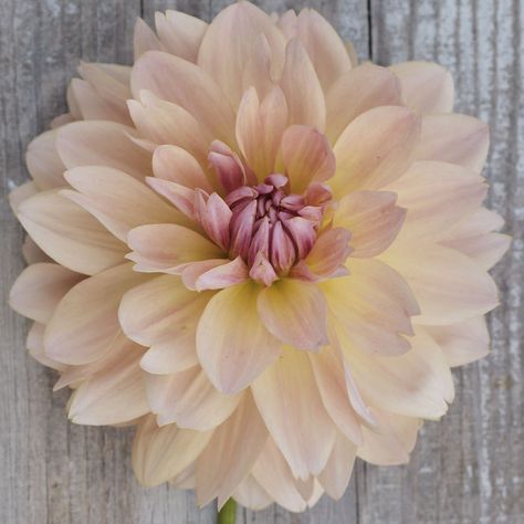 Dahlia 'Joel's Favourite' - Rose Cottage Plants Cottage Plants, Dahlia Flower, Rose Cottage, Dahlia, Pastel Colors, Cottage, Pastel, Plants, Flowers