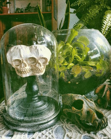 Haunted Greenhouse Halloween, Haunted Greenhouse, Witchy Greenhouse, Haunted Garden, Scary Creatures, Witches Ball, Venus Flytrap, Take Over The World, Scary Stuff