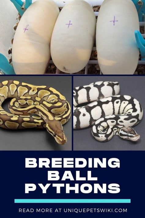 Breeding Ball Pythons, Ball Python Breeding, Snake Breeding, Snake Breeds, Ball Python Care, Pet Snakes, Python Morphs, Ball Python Morphs, Reptile Room