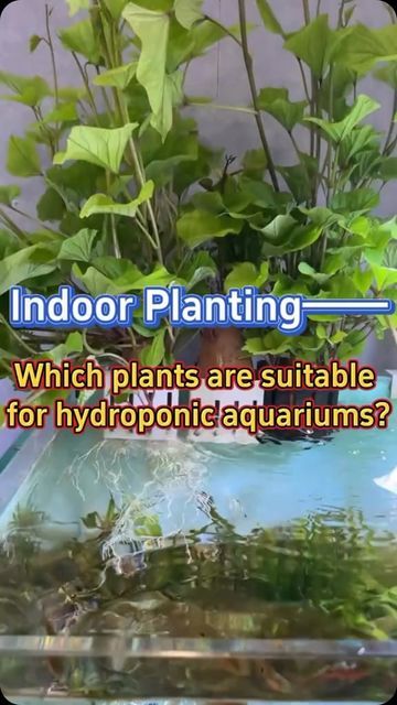 Hydroponic Fish Tank, Indoor Aquaponics, Chicken Garden, Home Gardening, Fish Tanks, Planting Vegetables, Herb Garden, Hydroponics, How To