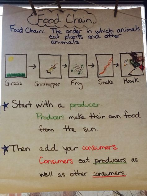 Food chain anchor chart #foodchain #producer #consumer #2ndgrade Food Chain Anchor Chart 1st Grade, Food Chain Anchor Chart, Food Chains Anchor Chart, Food Chain Project, Anchor Chart 2nd Grade, Science Food Chains, Food Chain Activities, Food Chain Worksheet, Food Webs