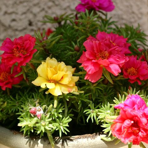 ... Portulaca Flowers, Portulaca Grandiflora, Arabic Proverb, Portulaca Molokiniensis, Moss Rose, نباتات منزلية, Rose Seeds, Ice Plant, Cosmos Flowers