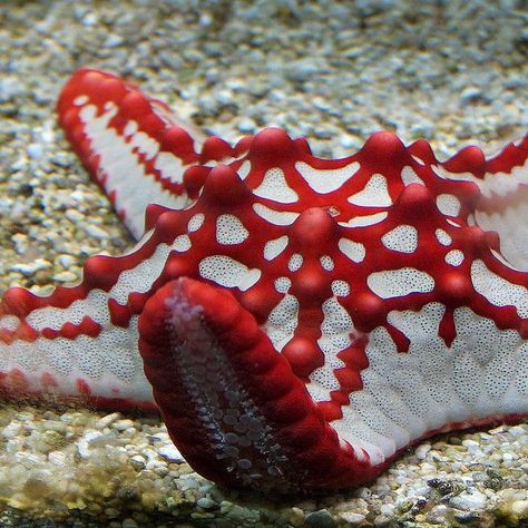 These red starfish can be found off Tanzania Creature Marine, Water Creatures, Life Under The Sea, Beneath The Sea, Under The Ocean, Sea Anemone, Stella Marina, Beautiful Sea Creatures, Water Animals