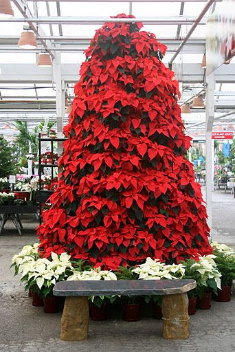 The Festival of Poinsettias at Molbak's.