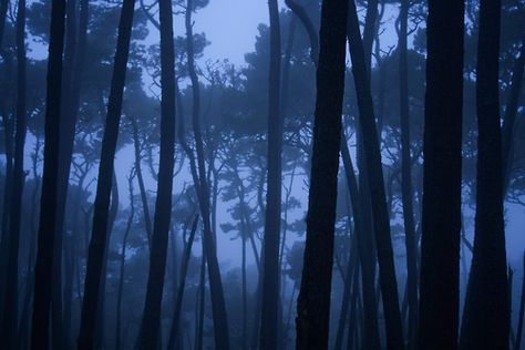 Midnight Blue Laptop Wallpaper, Midnight Blue Aesthetic Wallpaper Laptop, Blue Hour Photography, Blue Aesthetic Dark, Laptop Wallpapers, Magick Spells, Forest Photos, Blue Banner, Dark Paradise