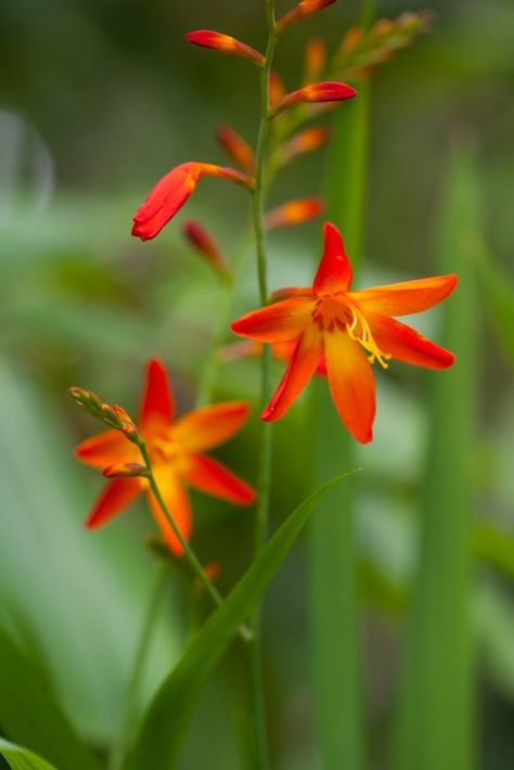 Crocosmia Ã crocosmiiflora &s;Star of the East&s; | montbretia &s;Star of the East&s; Bulbs/RHS Gardening Hampton Court Palace Gardens, Biodiversity Conservation, Buy Plants Online, Painting Reference, Palace Garden, Wildlife Gardening, School Garden, Plant Spacing, Garden Show