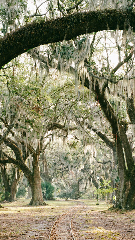 Known as the “Big Easy” for its laid back pace and lifestyle, New Orleans is the ultimate destination for foodies, music lovers, and history buffs alike. Walk along the streets of the French Quarter to listen to jazz, and visit City Park, New Orleans’ largest outdoor space and one of the oldest parks in the country. As the official travel sponsor of New Orleans Jazz Fest, we’d also recommend exploring the heritage of the city through the festival. City Park New Orleans, New Orleans Jazz, Park Forest, Live Oak Trees, Jazz Fest, Oak Trees, Live Oak, City Park, Big Easy