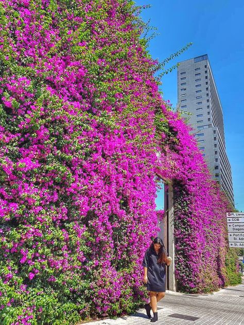 Bougainvillea wall, on the streets of Barcelona, Spain! Bougainvillea Trellis Wall, Bougainvillea Fence, Bougainvillea Hedge, Bougainvillea Wall, Trellis Ideas Garden, Outdoor Trellis Ideas, Bougainvillea Trellis, Wall Garden Indoor, Villa Astor