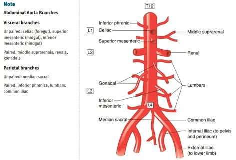 Abdominal aorta has 2 branches: visceral and parietal both of them have paired and unpaired branches Abdominal Aorta Branches, Aorta Branches, Anaerobic Respiration, Abdominal Aorta, Cookie Monster Birthday, Medical School Essentials, Rad Tech, Medical Anatomy, Monster Birthday