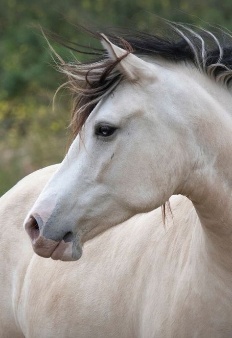 Roman Nosed Horse, White Horse Head Photography, Horse Face Reference, Horse Refrence Pose, Buttermilk Buckskin Horse, Horse Reference Photos For Artists, Horse Head Reference, Horses Poses, Horse Side Profile