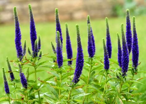 Veronica Plant, Blue Veronica, Veronica Spicata, Partial Sun Perennials, Full Sun Annuals, Cranesbill Geranium, Mexican Sunflower, Shasta Daisies, Hardy Geranium