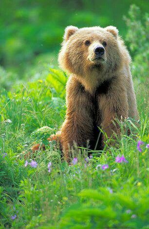 Kodiak bear Kodiak Brown Bear, Bear Facts, Bear Standing, Kodiak Bear, Grizzly Bears, Bear Images, Bear Pictures, Bear Cub, Love Bear