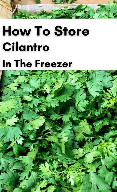 Cilantro Best Way To Store Cilantro Fresh Herbs, Freezing Cilantro How To, How To Preserve Fresh Cilantro, How To Store Fresh Cilantro, Storing Cilantro In Fridge, How To Freeze Cilantro, How To Keep Cilantro Fresh Longer, How To Keep Cilantro Fresh, How To Store Cilantro