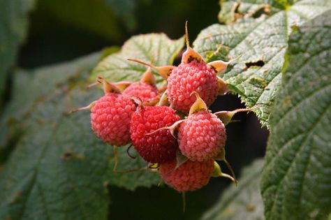 thimble berry - we used to eat tons of these at my grandmother's house in Oregon Thimble Berries, Thimble Berry, Houghton Michigan, Artists Block, Grandmother House, Berry Bushes, Gilbert Arizona, Favorite Food, Dream Garden