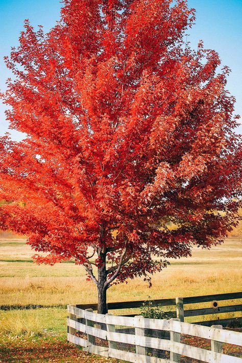 Fast Growing Trees For Privacy, Fastest Growing Trees, Windbreak Trees, Leyland Cypress Trees, Trees For Privacy, River Birch Trees, Fast Growing Shade Trees, Fall Color Trees, Colorado Blue Spruce