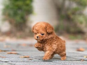 Teacup Puppy Breeds, Micro Poodle, Teacup Poodles For Sale, Teacup Poodle, Cute Teacup Puppies, Poodle Puppies For Sale, Poodle Puppies