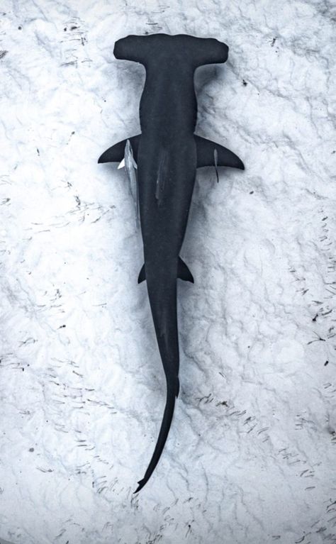 Hammerhead Photography, Shark Overhead View, Hammerhead Shark Silhouette, Hammerhead Shark Side View, Hammerhead Shark Photography, Shark Birds Eye View, Shark Top View, Hammerhead Shark Wallpaper, Shark From Above