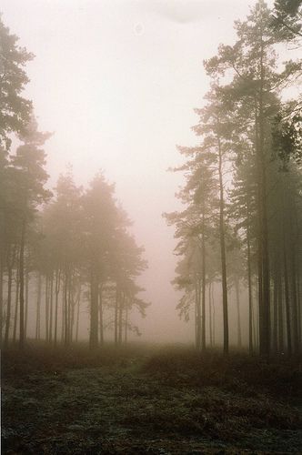 Thetford Forest in winter Thetford Forest, Forest In Winter, Woodland Art, East Anglia, Landscape Photography Nature, Photography Landscape, Winter Forest, Magical Places, Norfolk