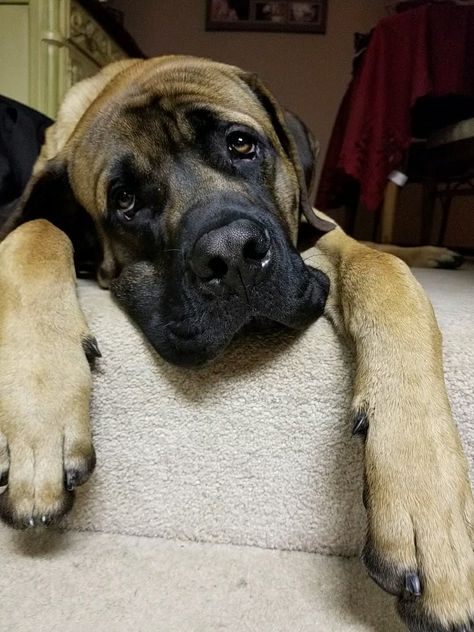 Our English Mastiff, Samson. 9 months old. British Mastiff, Old English Mastiffs, English Mastiff Dog, English Mastiff Puppies, Lovers Tattoo, Pet Anime, Mastiff Breeds, Giant Dog Breeds, Mastiff Puppies