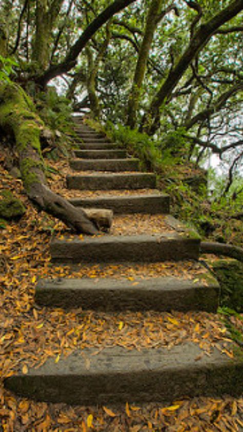 Forest steps  source Flickr.com Dattatreya Images, Dattatreya Images Full Hd Wallpaper, Baby Cartoon Drawing, Runners High, Cartoon Drawing, Nature Backgrounds, Baby Cartoon, Full Hd, Hd Wallpaper