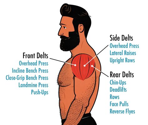 Rear Deltoid Exercises, Deltoid Exercises, Shoulder Day Workout, Full Shoulder Workout, Rear Delt Exercises, Push Pull Workout, Deltoid Workout, Shoulder Workout Routine, Push Up Handles