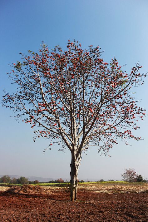 Bombax ceiba L. Bombax Ceiba Tree, Bombax Ceiba, Ceiba Tree, Ornamental Trees, Flowering Trees, Girls Fashion Clothes, Girls Fashion, Silver Bangles, Fashion Clothes