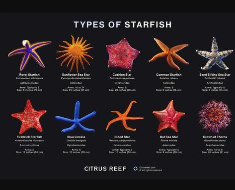 Starfish Facts, Shell Names, Types Of Starfish, Starfish Species, Seashell Identification, Cone Snail, Coral Reef Art, Regions Of The Philippines, Types Of Shells