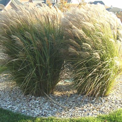 Tall Grass Landscaping, Miscanthus Gracillimus, Miscanthus Sinensis Gracillimus, Ornamental Grass Landscape, Flower Maiden, Miscanthus Sinensis, Ornamental Grass, Grasses Landscaping, Front Landscaping