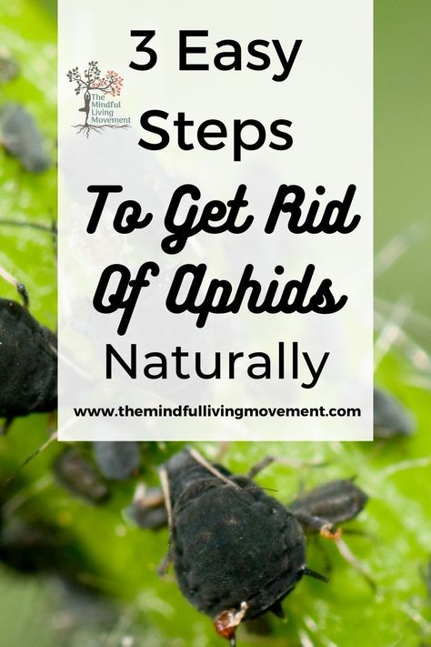 This easy 3 step method to get rid of aphids is natural and easy to use. My free aphid spray is homemade and chemical free for serious infestations or getting rid of aphids on your houseplants. Aphid Spray Homemade, Aphids On Plants, Aphid Spray, Aphid Control, Get Rid Of Aphids, Slugs In Garden, Honeysuckle Vine, Beginner Gardening, Easy Gardening