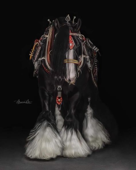 Vanner Horse, Cute Horse Pictures, Horse Harness, Learn Photography, Big Horses, Cute Animal Clipart, Painted Pony, Horse Equestrian, Draft Horses