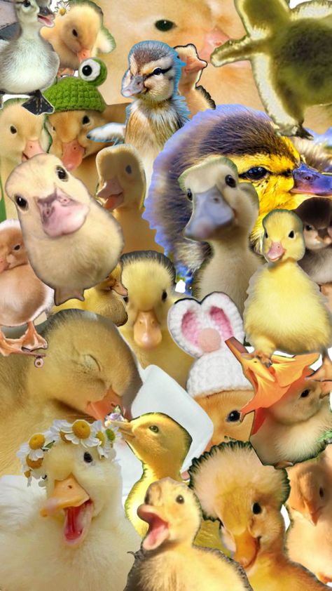 Duck Pictures, Duck Wallpaper, Funny Looking Cats, Frog Wallpaper, Cute Ducklings, Pretty Wallpapers Tumblr, Funny Duck, Cute Small Animals, Baby Ducks