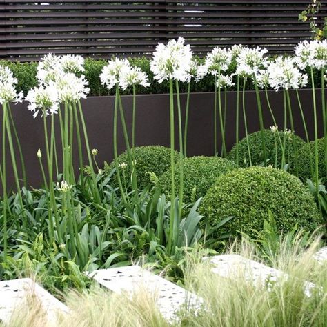 Front Yard Planters, Agapanthus Africanus, Deco Garden, African Lily, White Gardens, English Garden, Front Garden, Garden Inspiration, Front Yard