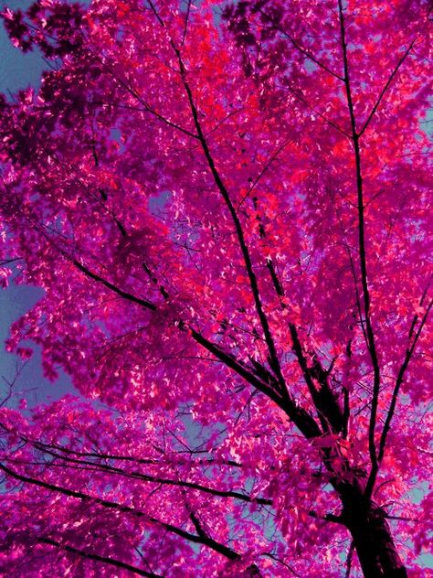 Pink Tree, Belle Nature, Pink Trees, Pink Leaves, Pink Vibes, Photo Wall Collage, Fesyen Hijab, Tickled Pink, Aesthetic Colors