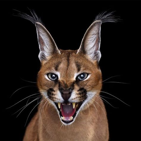 Affinity: Amazing Animal Portraits by Brad Wilson - Inspiration Grid | Design Inspiration Caracal Cat, Deadly Creatures, Cat Species, Exotic Cats, Kuta, Custom Pet Portraits, Animal Photo, Exotic Pets, Beautiful Cats